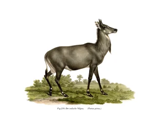 Nilgaut, 1860